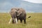 Great Elephant of Ngorongoro, Tanzania