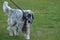 Great English Setter Dog Wlaking on a Leash