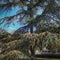 A great example of a beautiful big and old Cedar Tree Cedrus libani or Lebanon Cedar