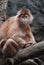 Really Great Face of a Javan Lutung Monkey