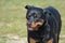 Great Face on a Pet Rottweiler Dog