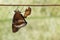 Great female eggfly butterfly Hypolimnas bolina Linnaeus em