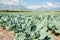 Great field of broccoli on a summer day.