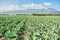 Great field of broccoli on a summer day.