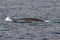 A great fin whale Balaenoptera physalus