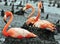 Great Flamingo Birds on the nest