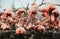 Great Flamingo (Phoenicopterus ruber)