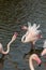 Great flamingos fighting on a lake