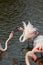 Great flamingos fighting on a lake