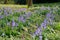 Great Flemish landscapes: Bluebells flowers in the forest.