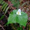 Great Forest Trillium Flower 02