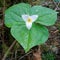 Great Forest Trillium Flower