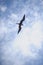 Great frigate bird in flight, Holbox island