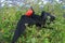 Great Frigate Bird during its mating ritual