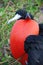 Great Frigate Bird during its mating ritual