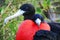 Great Frigate Bird during its mating ritual