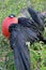 Great Frigate Bird during its mating ritual