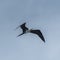 Great frigatebird