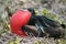 Great frigatebird balloon display, Galapagos