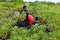 Great frigatebird couple during mating season