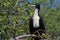 Great frigatebird female, Galapagos