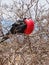 Great frigatebird fregata minor on genovesa island galapagos nat