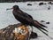 Great frigatebird fregata minor on genovesa island galapagos nat