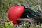 Great frigatebird male, Galapagos