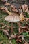 Great fruit body of parasol mushroom (Macrolepiota procera)