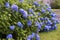 Great garden with hydrangeas of blue colour