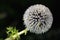 Great Globe Thistle (Echinops sphaerocephalus)