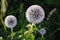 Great Globe Thistle (Echinops sphaerocephalus)