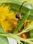 Great Golden Digger Wasp on Leaf