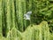 Great gray Heron flies past a weeping willow