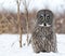 Great gray owl