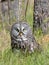 Great gray Owl