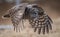 Great Gray Owl