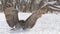 Great gray owl close up