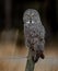 Great Gray Owl on a Fence Post