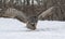 Great Gray Owl in flight