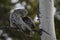 Great Gray Owl in Grand Teton National Park