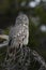 Great Gray Owl in Grand Teton National Park