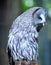 Great Gray Owl with head turning to the right