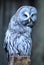 Great Gray Owl leaning right facing camera