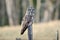 Great Gray Owl Perched