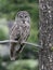 Great Gray Owl Perched on a Branch