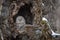 A Great Gray owl perches inside a tree-hole in Hokkaido, Japan