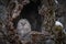 A Great Gray owl perches inside a tree-hole in Hokkaido, Japan