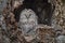 A Great Gray owl perches inside a tree-hole in Hokkaido, Japan