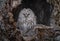 A Great Gray owl perches inside a tree-hole in Hokkaido, Japan